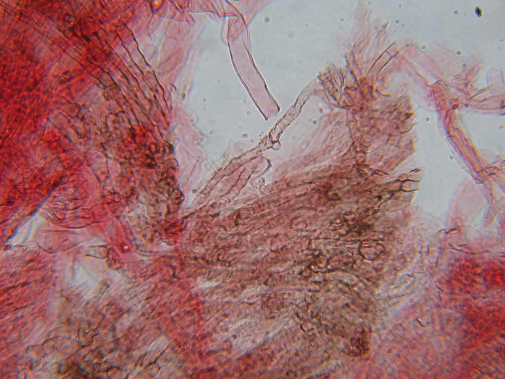 Tephrocybe sphaerospora Khun.& Romagn.